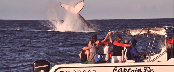 Excursions bateau small